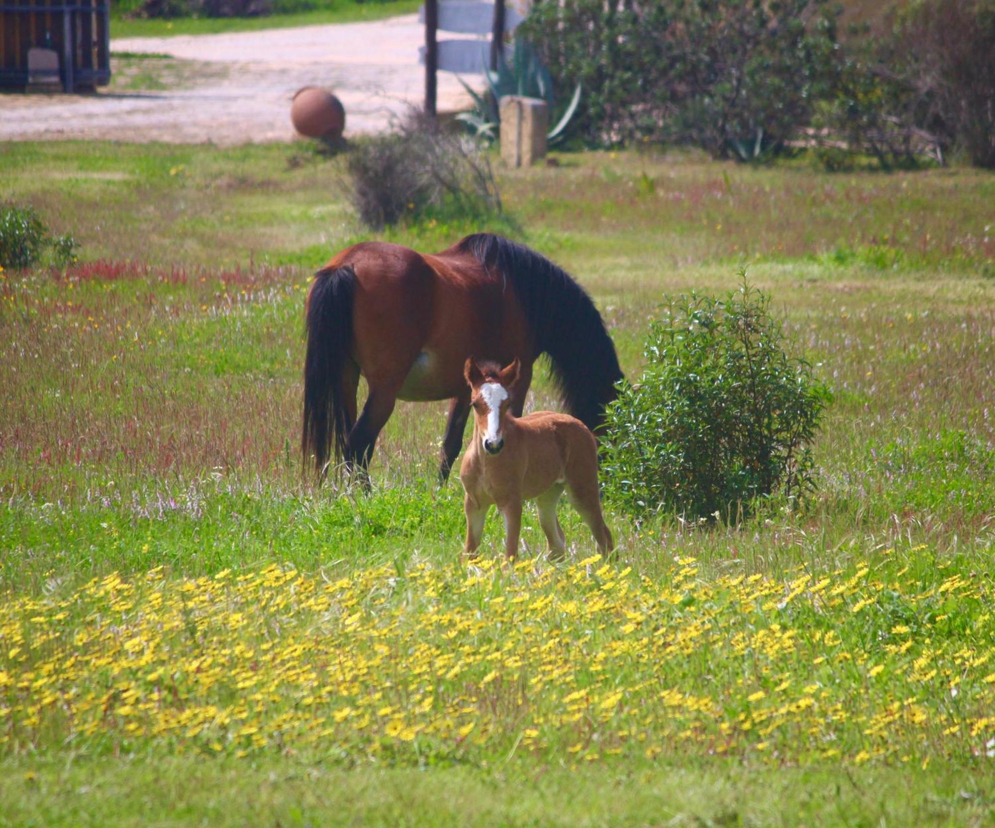 Herdade Monte Do Sol Aljezur Exterior foto